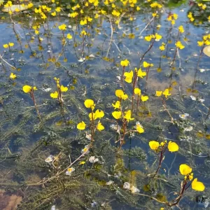 utricularia vulgaris utriculaire commune