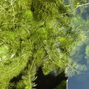 utricularia vulgaris utriculaire commune