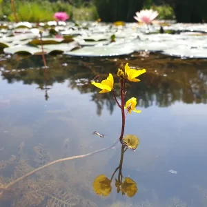utricularia vulgaris utriculaire commune