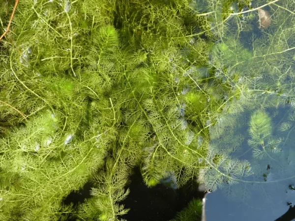 utricularia vulgaris utriculaire commune