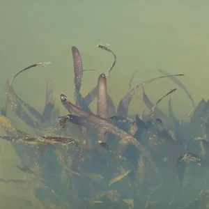 vallisneria gigantea vallisnérie géante