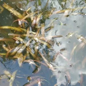 vallisneria gigantea vallisnérie géante