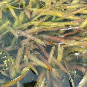 vallisneria gigantea vallisnérie géante