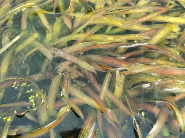 vallisneria gigantea vallisnérie géante