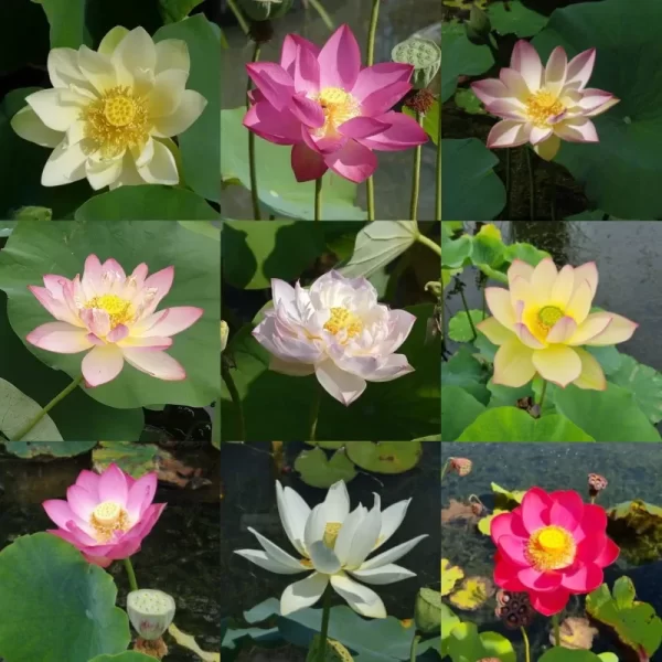 Nelumbo - Fleurs de lotus sélectionnées par nous