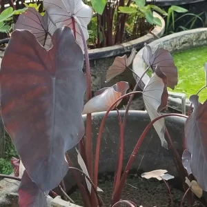 colocasia esculenta black runner