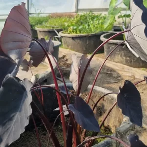 colocasia esculenta black runner