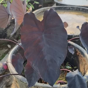 colocasia esculenta black runner