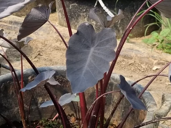 colocasia esculenta black runner