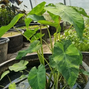 colocasia esculenta lime aide