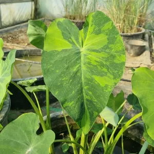 colocasia esculenta lime aide