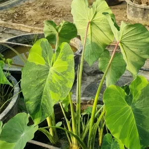 colocasia esculenta lime aide