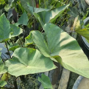 colocasia esculenta tea cup