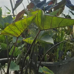 colocasia esculenta tea cup