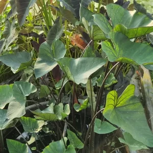 colocasia esculenta tea cup