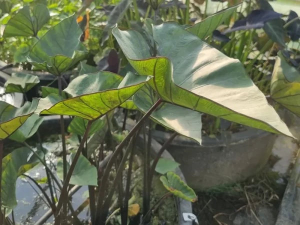 colocasia esculenta tea cup