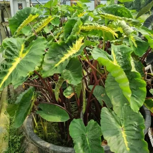 colocasia esculenta white lava