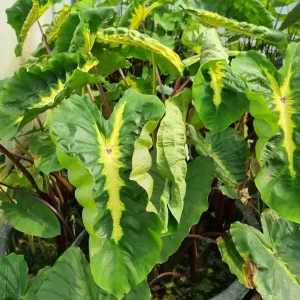 colocasia esculenta white lava