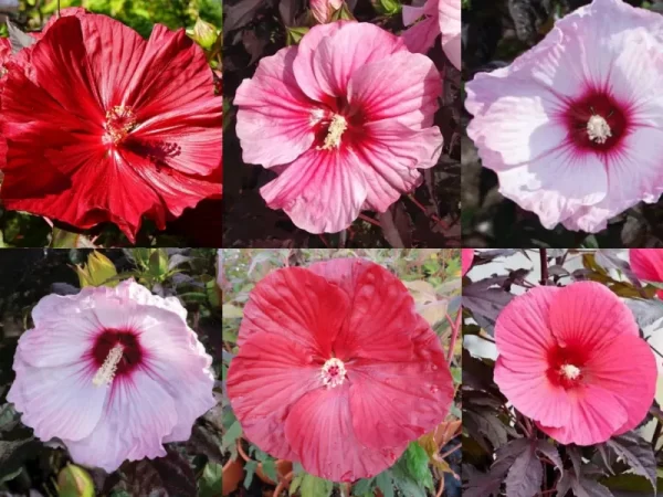 hibiscus moscheutos