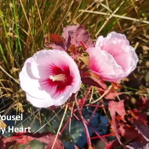 Hibiscus moscheutos carousel Jolly Heart