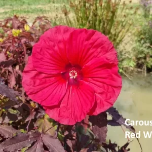 Hibiscus moscheutos carousel Red Wine