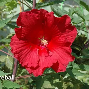 Hibiscus moscheutos Fireball
