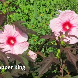 Hibiscus moscheutos Kopper King