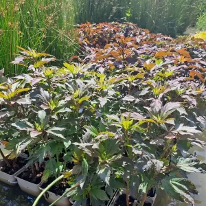 Hibiscus moscheutos plantes
