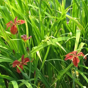 Iris Fulva 2