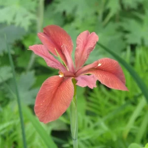 Iris Fulva