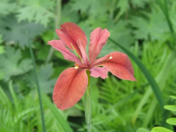 Iris Fulva