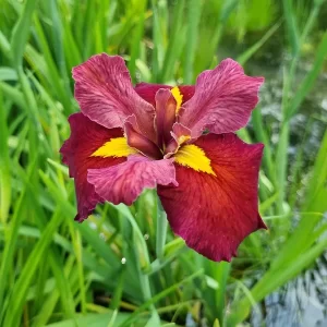 iris louisiana ann chowning
