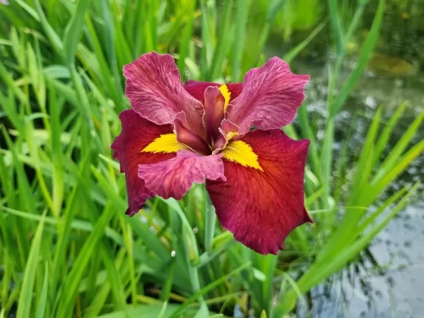 iris louisiana ann chowning