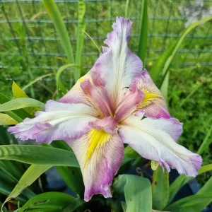 iris louisiana feather and fan