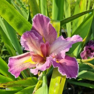 iris louisiana feather and fan