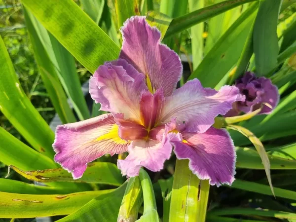 iris louisiana feather and fan