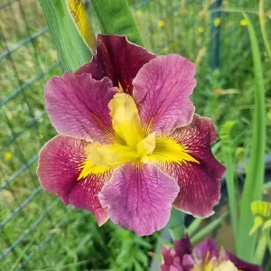 Iris louisiana Festival Acadian
