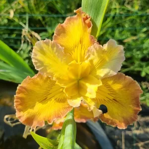 iris louisiana few are chosen