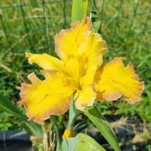 iris louisiana few are chosen