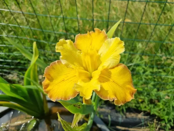 iris louisiana few are chosen