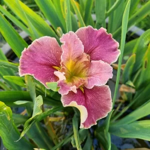 Iris louisiana Hail Mary
