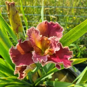 Iris louisiana Hail Mary