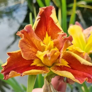 iris louisiana hot and spicy
