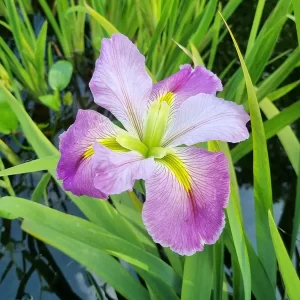 iris louisiana kristi g