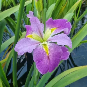 iris louisiana kristi g