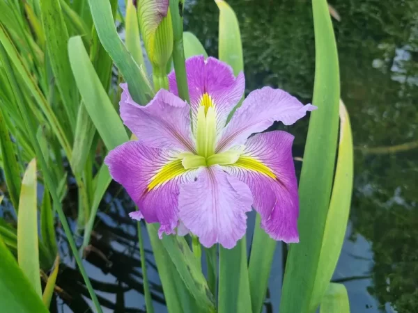 iris louisiana kristi g
