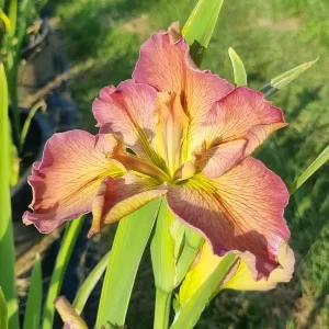 iris louisiana la stupenda