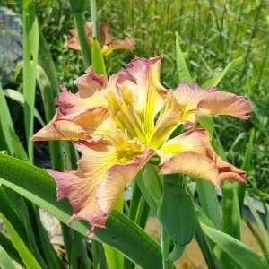 iris louisiana la stupenda