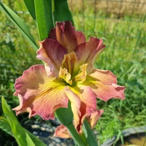 iris louisiana la stupenda