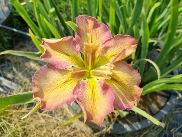 iris louisiana la stupenda